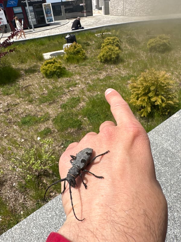 Beetles and tourists spotted at Montenegro alpine resort