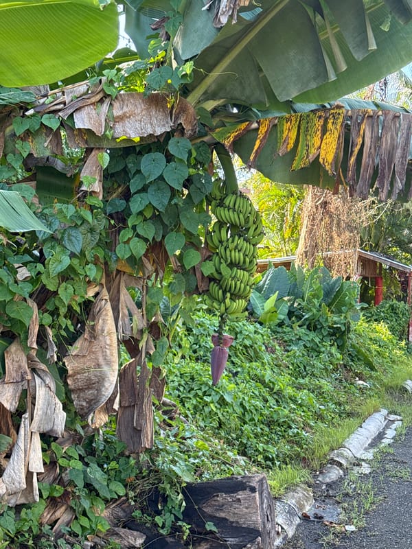 Quiet residential moments captured in Cabarete, Dominican Republic