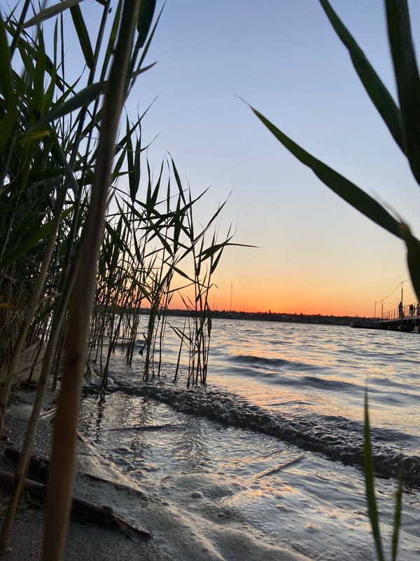Sunset waterfront evening with pets, food, and street scenes