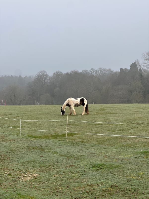 Quiet morning moments captured around Tunbridge Wells countryside