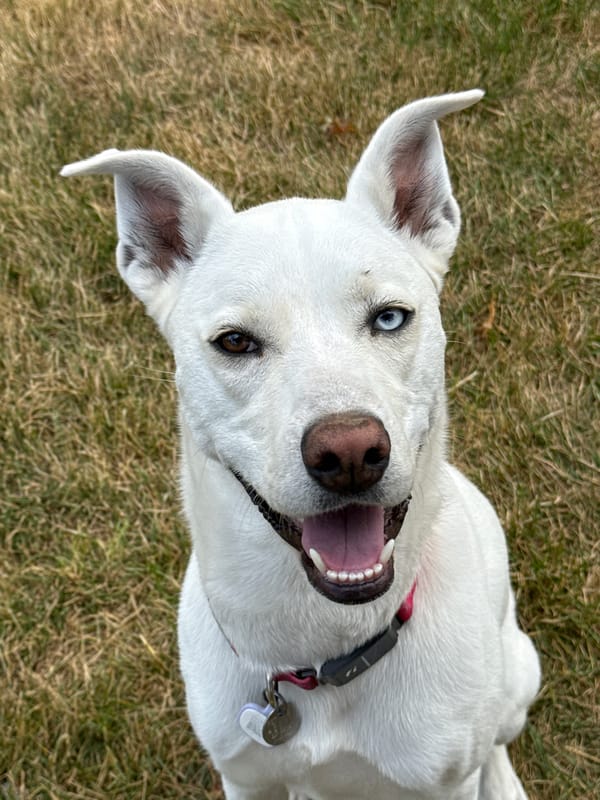 Heterochromia husky mix plays fetch in a Tacoma backyard