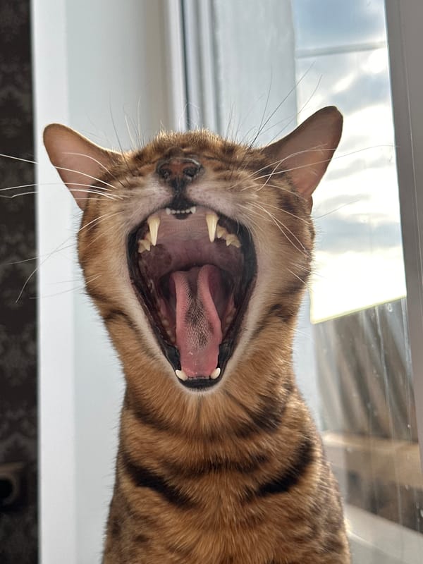 Bengal cat up close in Energetik, Russia