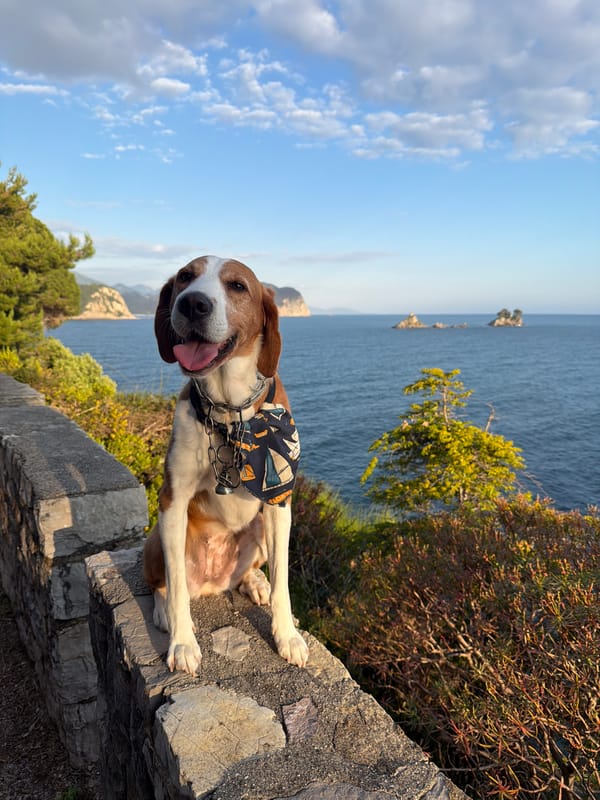 Dog relaxes on stone wall in Montenegro coastal town