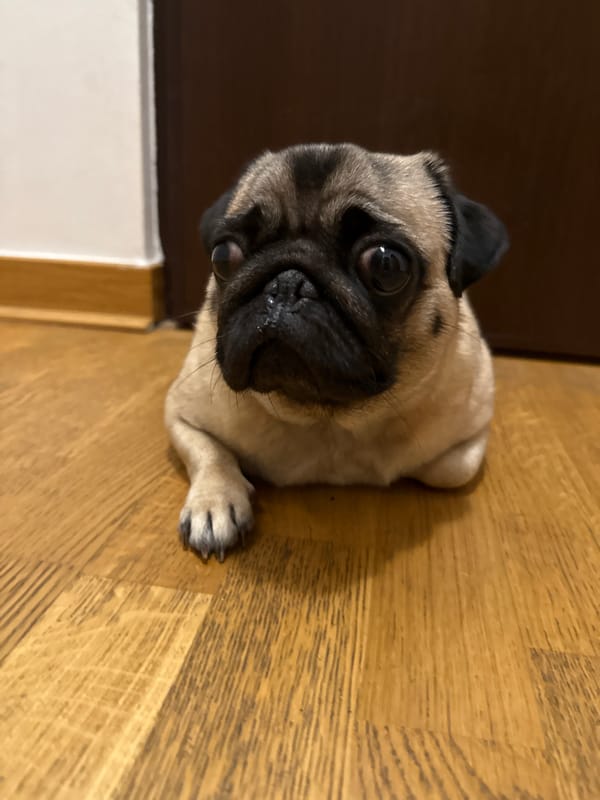 Two pugs doing absolutely nothing, perfectly.