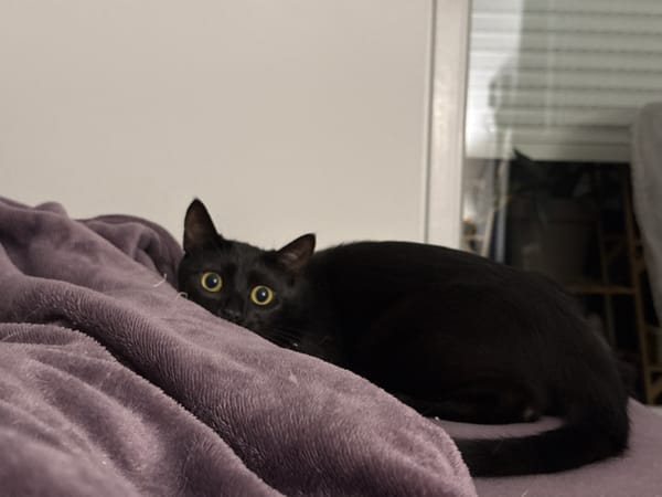 Black cat on a purple blanket, doing cat things