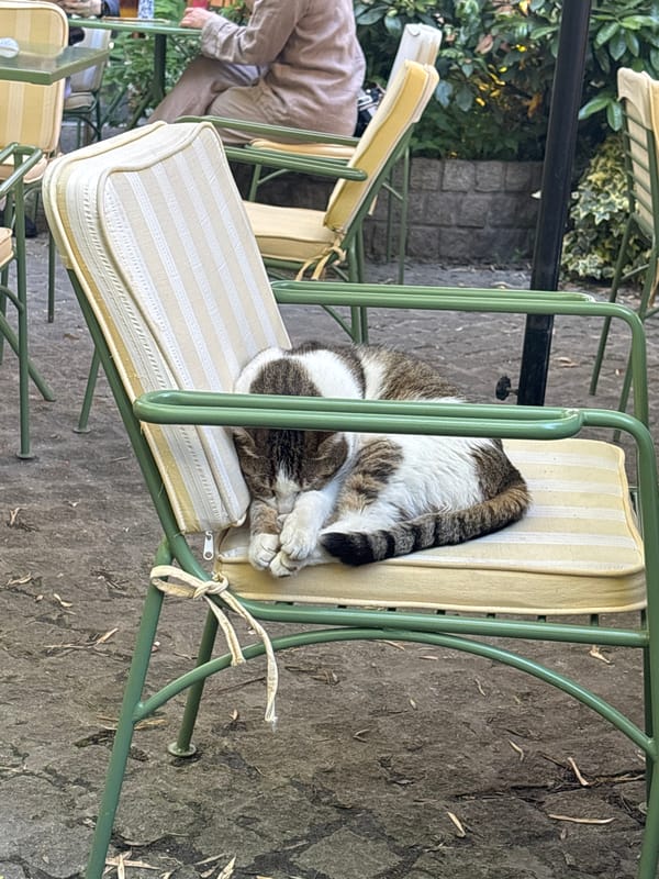 Cat naps on cushioned patio chair in Belgrade