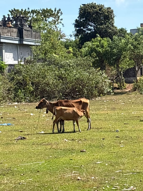 Cows graze a littered field in Kuta Selatan, Bali
