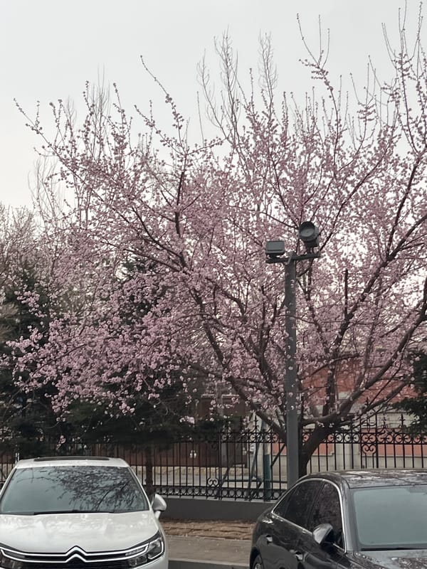 Cherry blossoms bloom on Changchun street