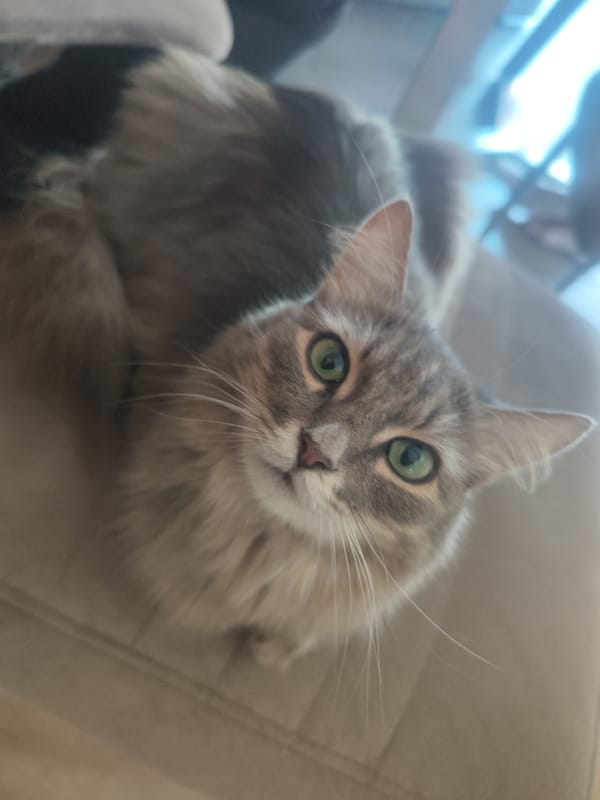 Grey tabby cat photographed indoors in Chaikovsky, Russia
