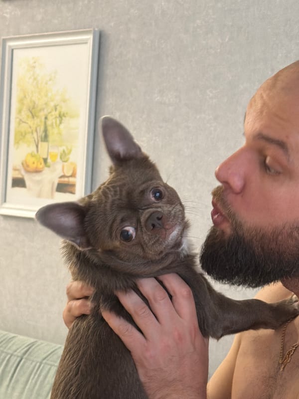 Close-up moment with a tiny Chihuahua puppy in Votkinsk