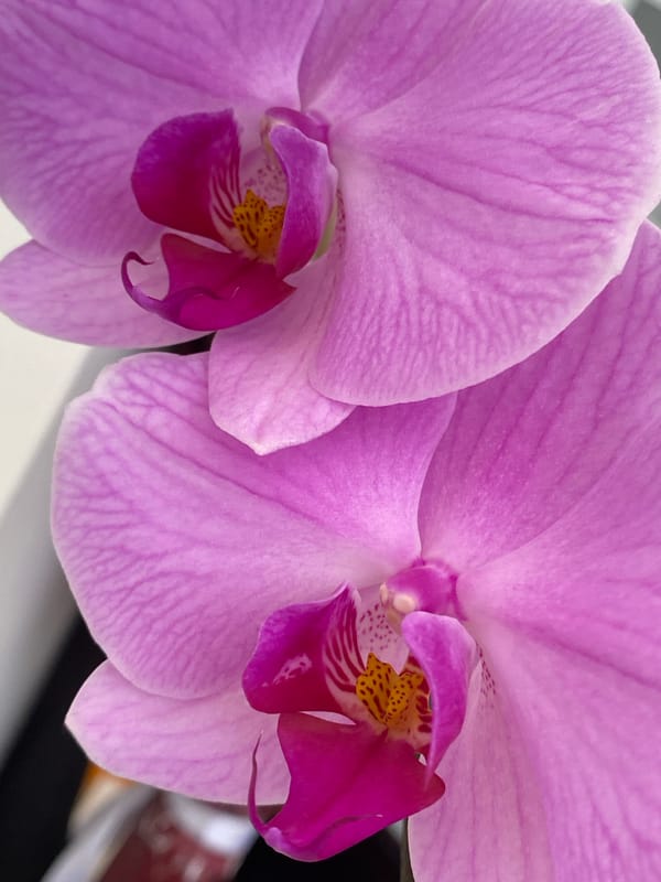 Pink orchids and manicure posts captured in Alanya