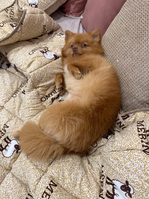 Dog rests on sheep-patterned blanket in Bulgarian home