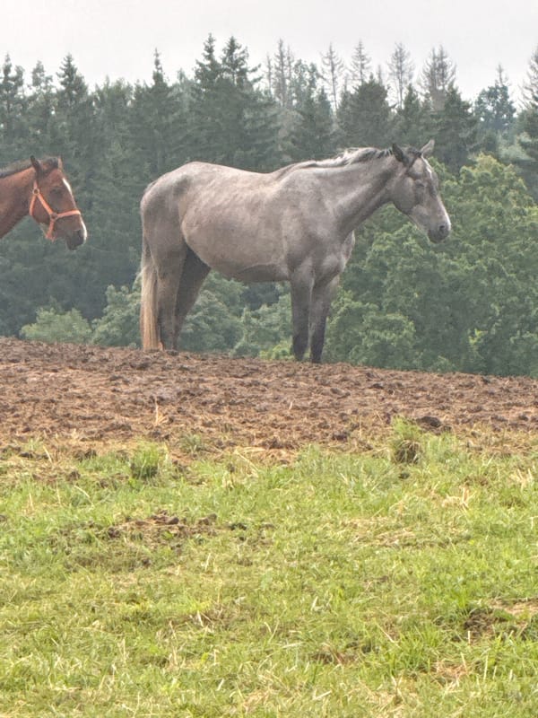Lazy Sunday in rural Lithuania: horses, home details, and casual snaps