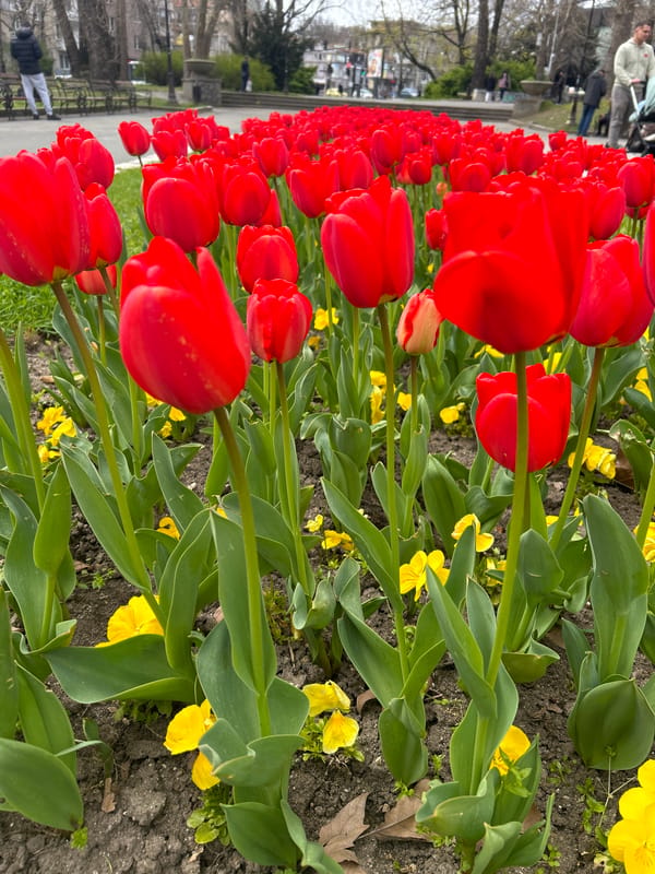 Spring scenes and cats documented in Varna, Bulgaria