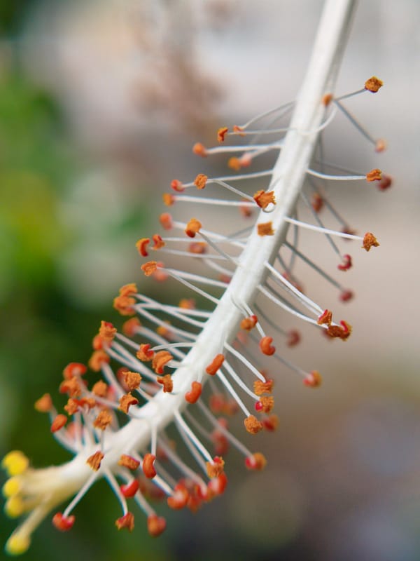 Morning macro photography session captures flowers, plants in Lhokseumawe