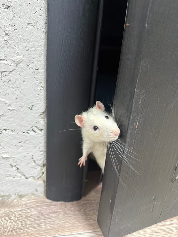 Dog watches rats emerge from furniture in Markovo home
