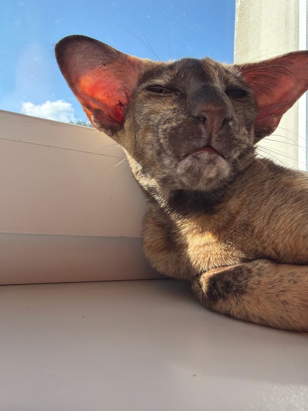 Oriental Shorthair cat naps and yawns on a sunny windowsill