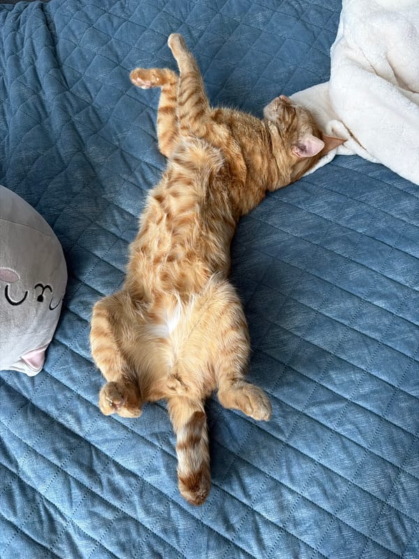 Cats observed napping on beds in Varna, Bulgaria