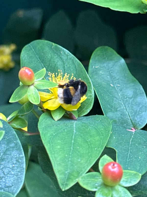 Bees, buds, and a smiling baby on a June morning