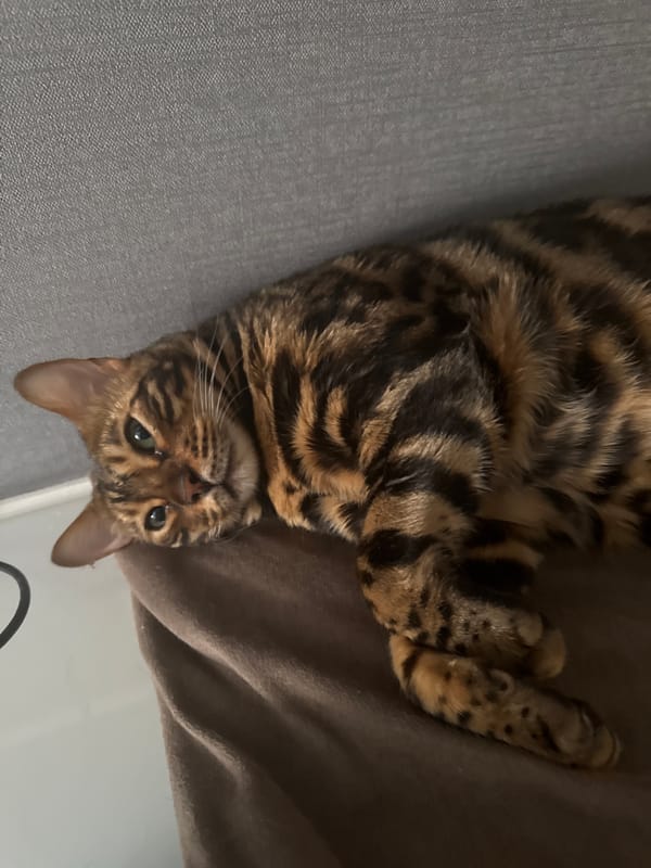 Bengal cat photographed lounging upside down on couch in Ulyanovsk