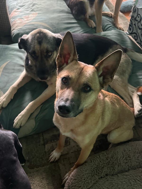 Woman documents quiet morning moments with dogs and Sphynx cat