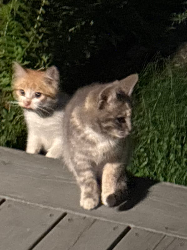 Cats and kittens on a wooden deck in Zvenigorod at night