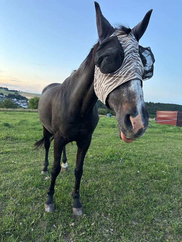 Horse in zebra fly mask grazes near a quiet German village