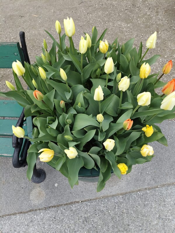 Spring tulips bloom at Vienna's Belvedere Palace gardens