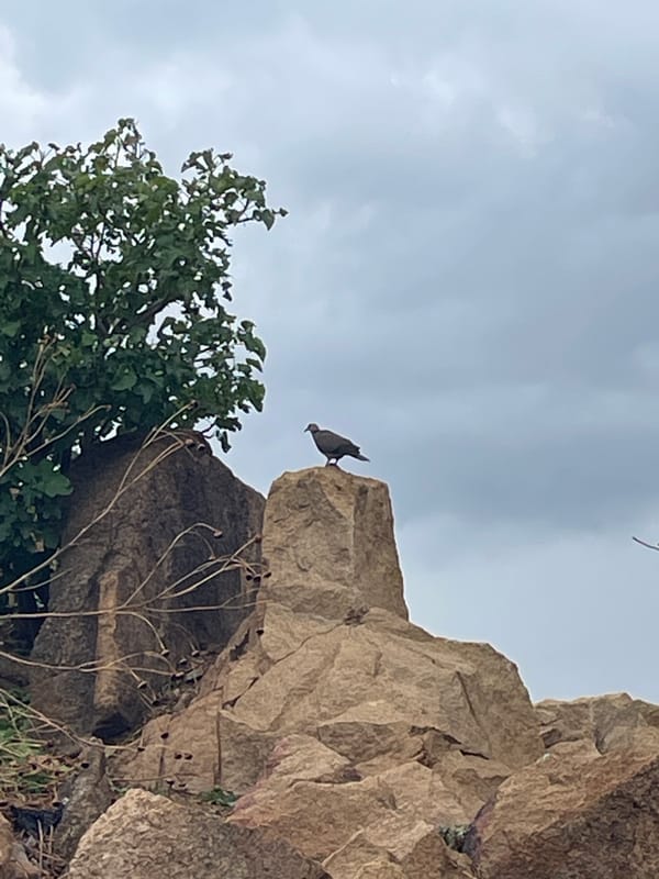 Hailstorm hits Jos, Nigeria affecting local wildlife and vegetation