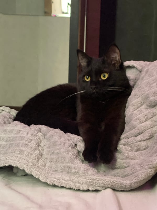 Black cat photographed resting at home in Izhevsk