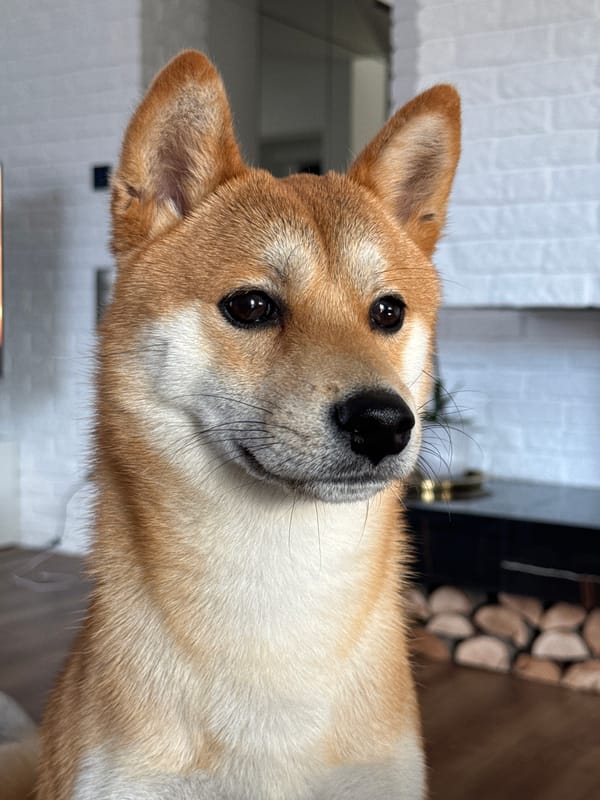 Shiba Inu dog photographed in Carnikava, Latvia