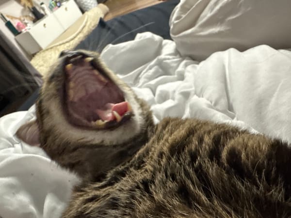 Domestic pets photographed at home in Chernushka, Russia
