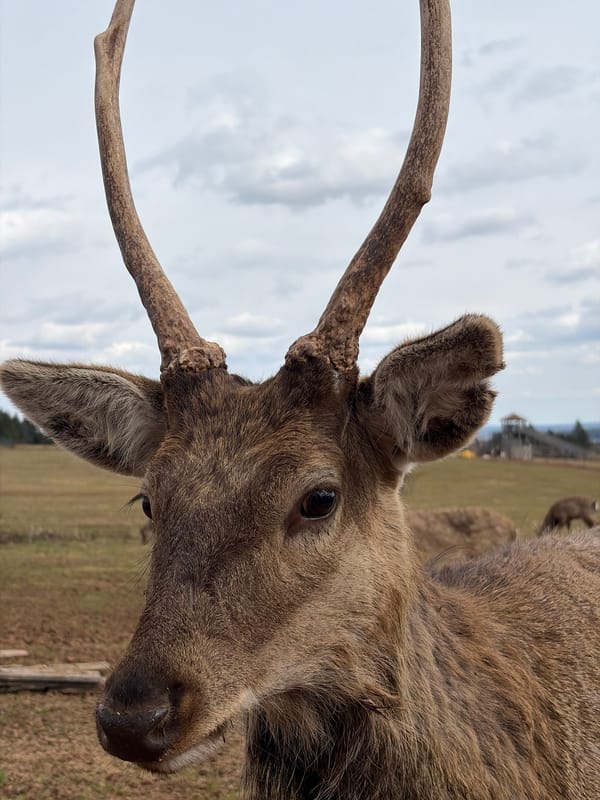 Child watches deer graze in Russian countryside field
