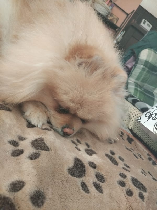 Pomeranian dog photographed sleeping in Apriltsi, Bulgaria