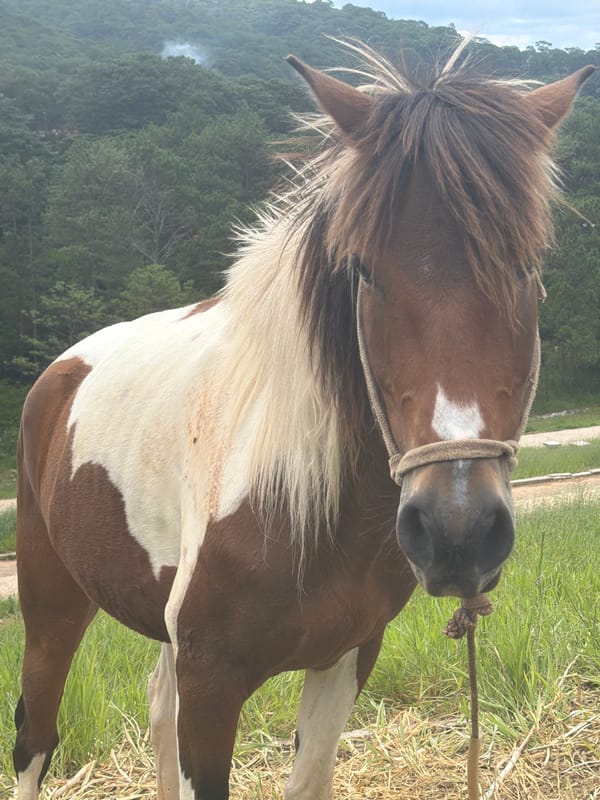 Horses graze and rest in Da Lat's highland fields