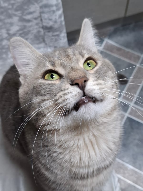 Gray tabby cat photographed in close-up shots in Novi Sad
