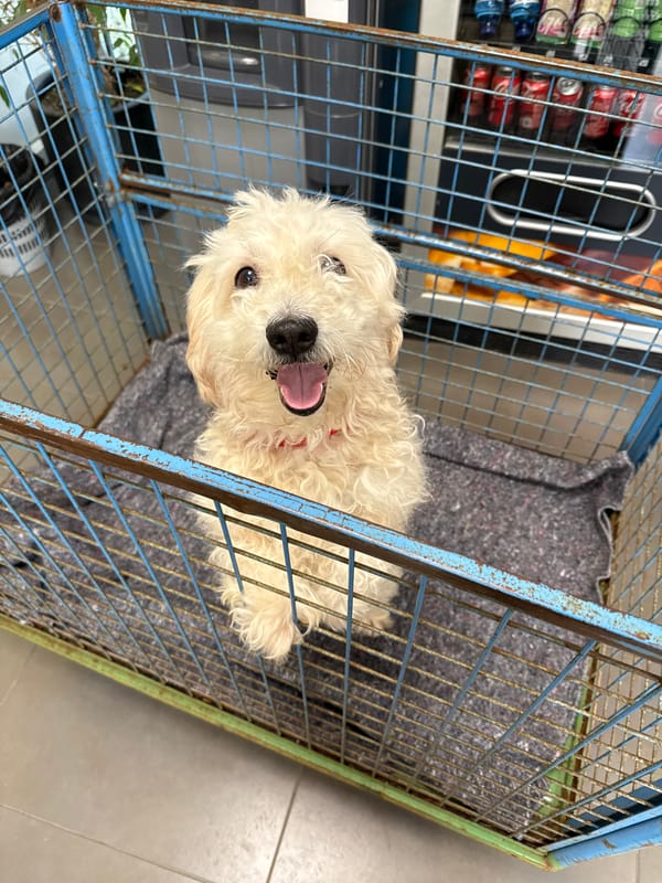 Dog-related scenes documented across Barcelona locations Friday morning