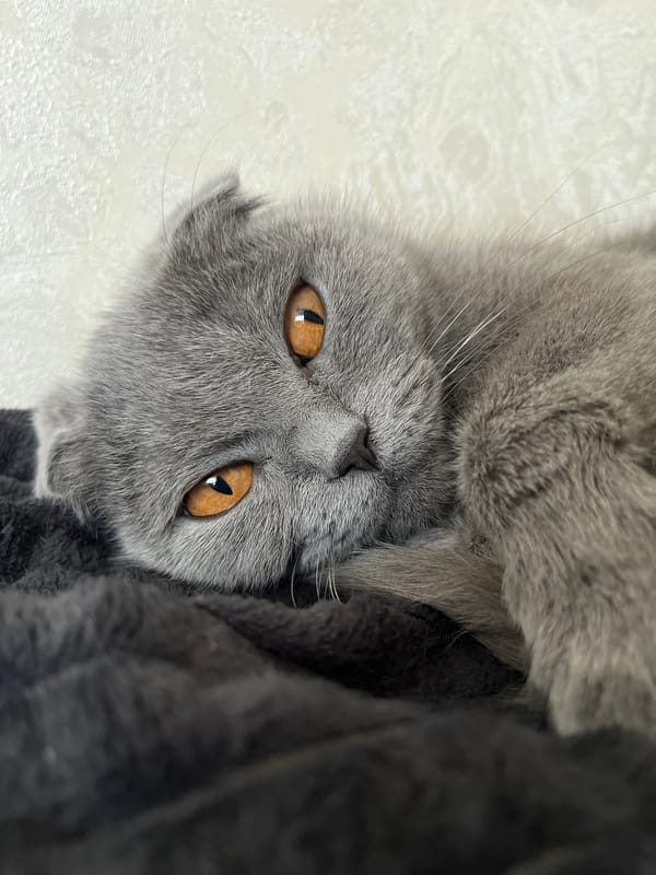 Gray Scottish Fold cat photographed in Hrodna, Belarus