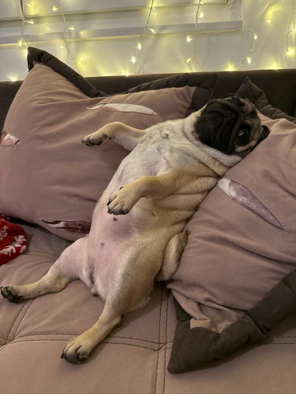 Two pugs lounging on a couch, one mid-yawn