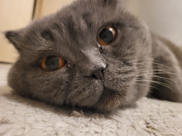 Gray cat naps and gets pets on a beige rug