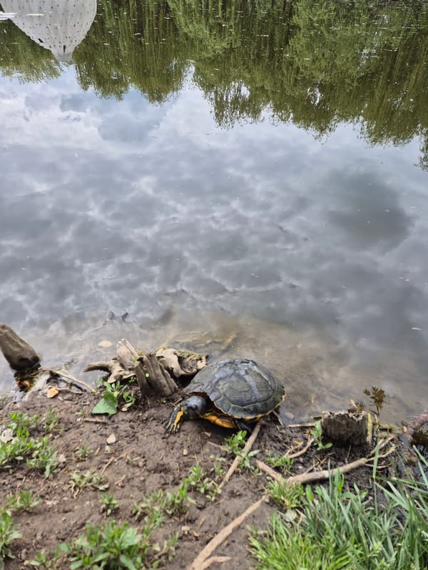 Turtle spotted on muddy bank at pond edge