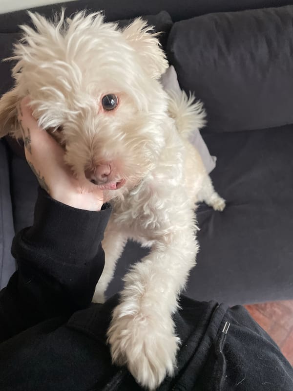 White dog receives affection on couch in Buenos Aires home