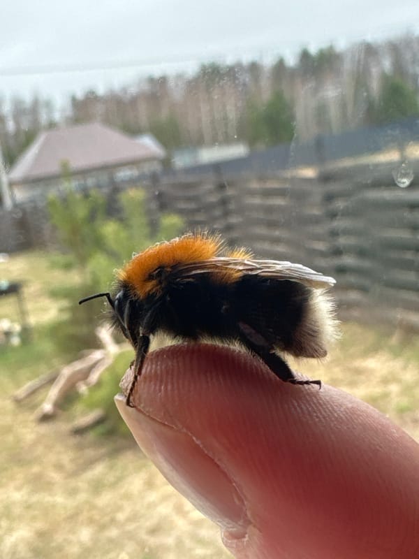 Bumblebee rests on human finger in Kamskoe, Russia