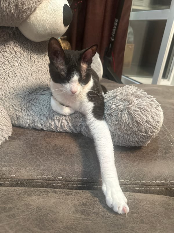 Lazy cat naps and kitchen crafting in Sayanogorsk