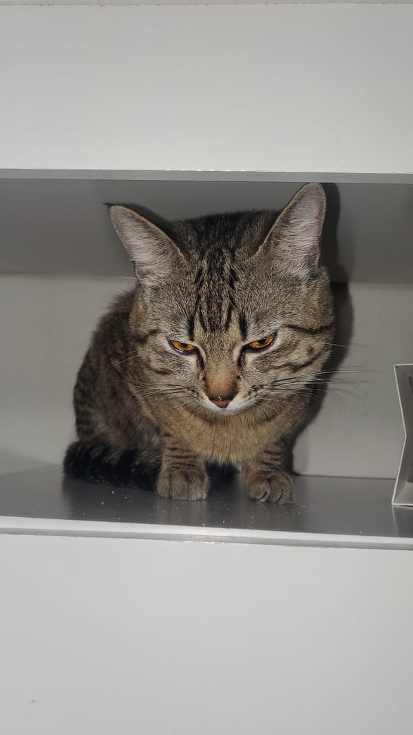 Tabby cat photographed in white compartment in Curitiba