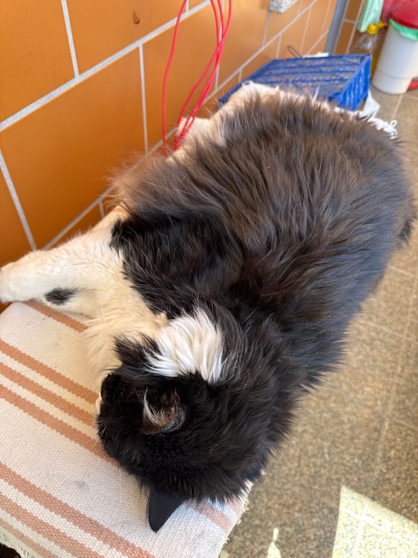 Cat naps and online betting observed in Mirandela