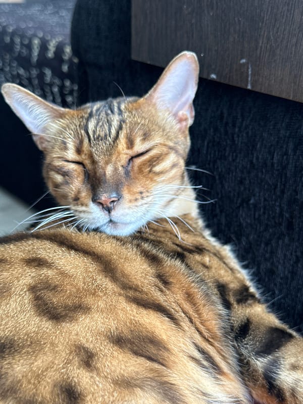 Bengal cat naps, clouds drift, lazy morning in Energetik