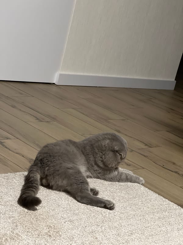 Scottish Fold cat loungeing and roaming a Votkinsk apartment