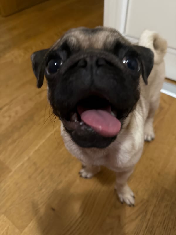 Fawn pug photoshoot across multiple indoor spots