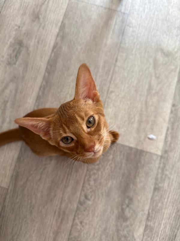 Ginger cats tearing up door frames in a Stary Oskol home